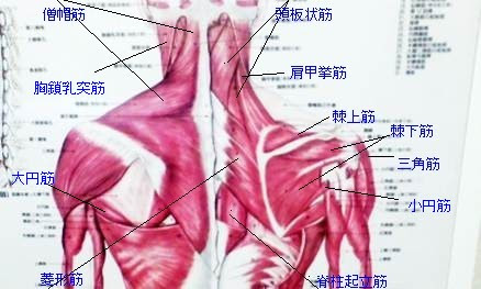 Ngagolak 腕 筋肉 名称 図