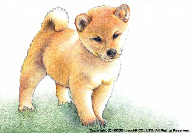 無料でダウンロード かわいい 犬 イラスト 柴犬 犬 イラスト 無料