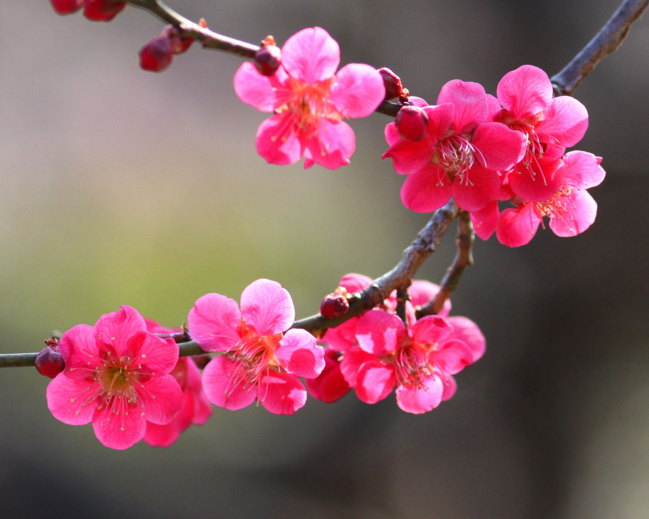 ぜいたく梅 壁紙 最高の花の画像