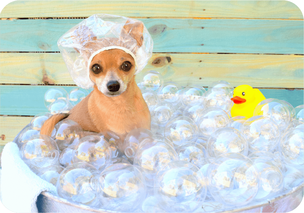 Bark 'n bubbles mobile pet grooming services, huntington beach, ca. Services Christine S Mobile Pet Salon