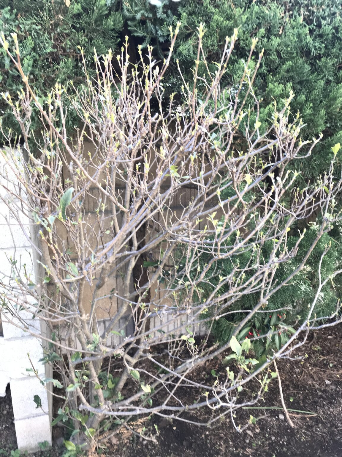 キンモクセイ 病気 葉 が 縮れる Bruntti