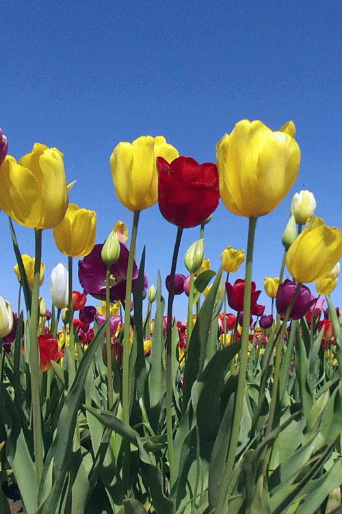 Wallpaper Tulip Flower Gif