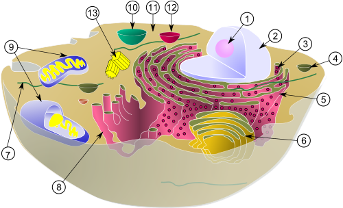 We did not find results for: The Eukaryotic Cell Online Biology Dictionary