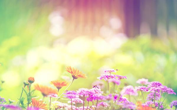 すべての花の画像 ユニークかわいい 春 壁紙