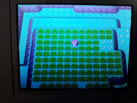 ポケモン プラチナ イーブイ 100 で最高の画像
