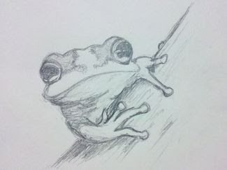 ダウンロード可能 カエル イラスト 白黒 リアル