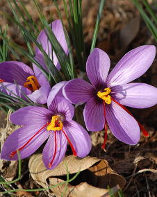 すべての美しい花の画像 元の春サフラン花サフランの別名がある花は