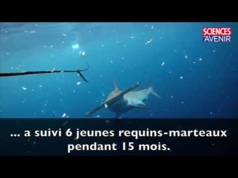 Tracer les requins-marteaux pour mieux les préserver