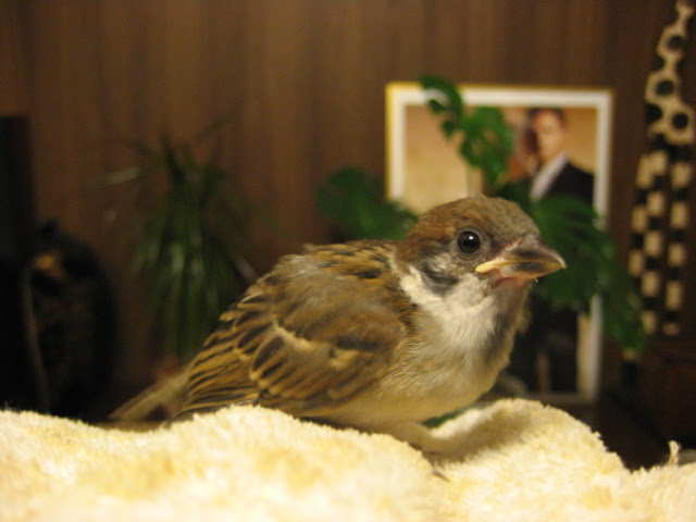 Apictnyohpbwg スズメ 鳴き声 甘え スズメ 鳴き声 甘え