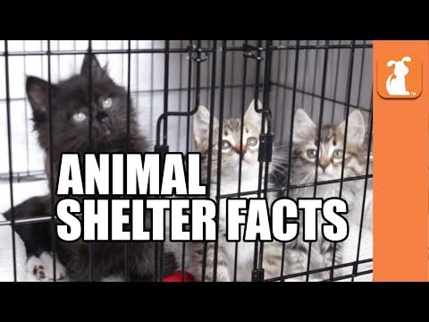 Good 7 Crazy Facts About Animal Shelters, Video Cat ...
