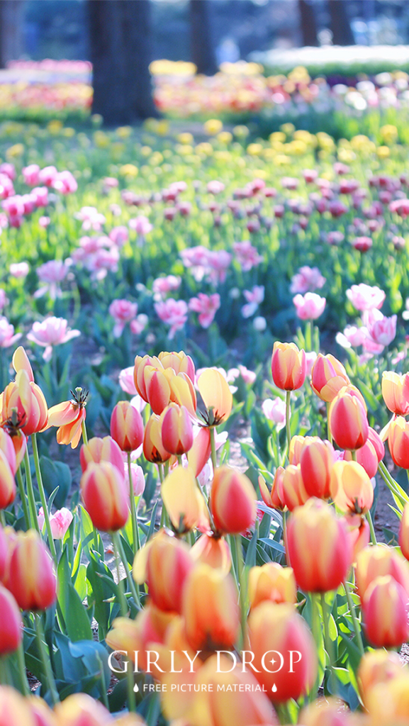 元のおしゃれ 花 壁紙 Iphone 花の画像