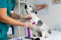 A qualidade dos suprimentos é essencial na execução de serviços veterinários e na segurança dos tratamentos