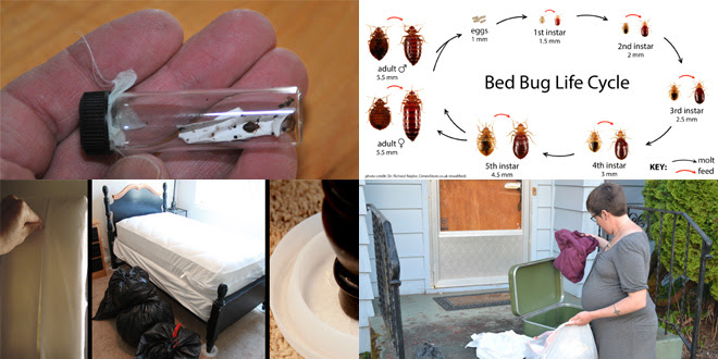 Pricing is dependent upon house/yard size, treatment type. Bed Bugs