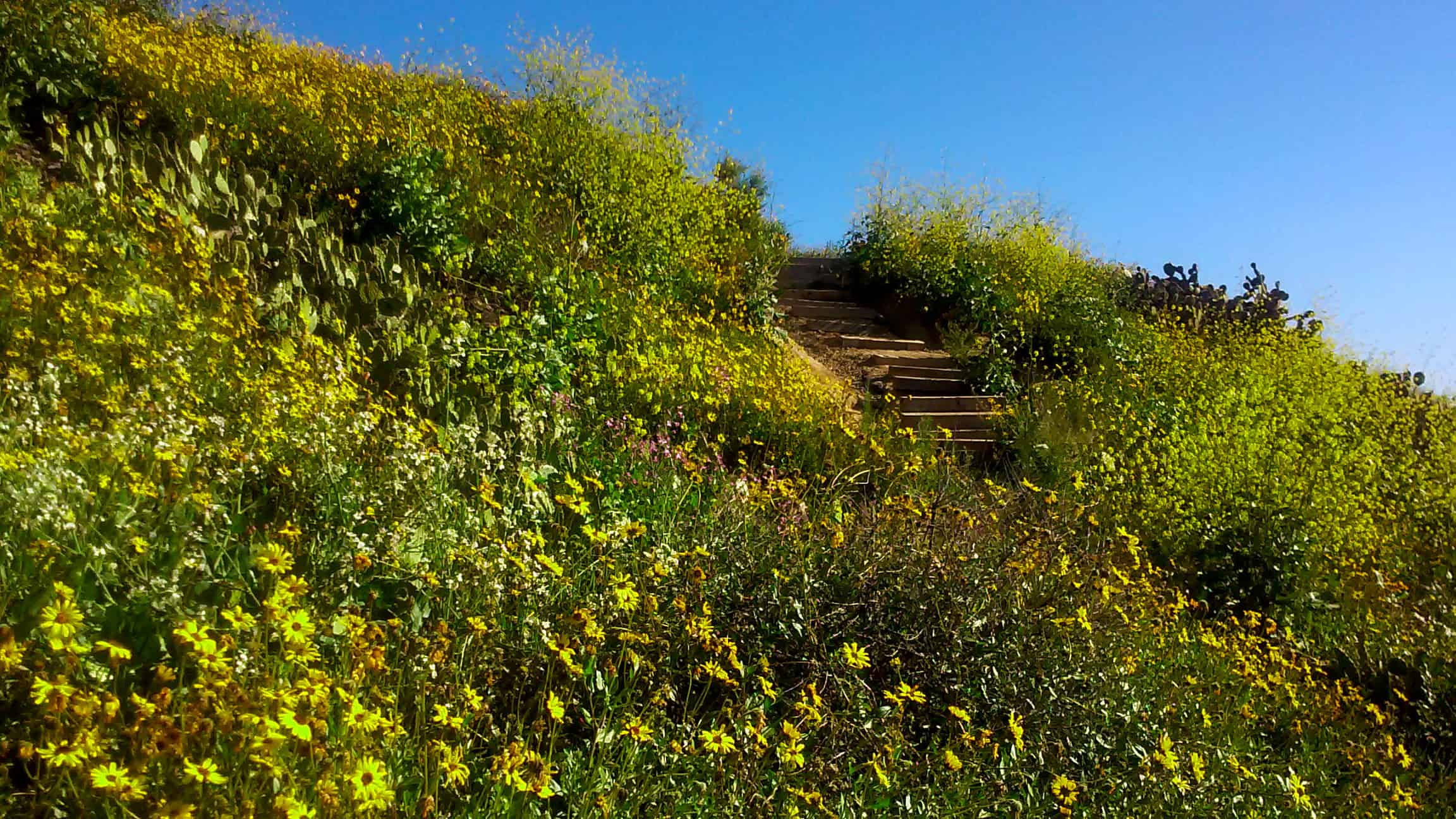 The city hall for rancho palos verdes was relocated to the administration buildings of the former nike. Super Blooms Are Everywhere Plantscapers