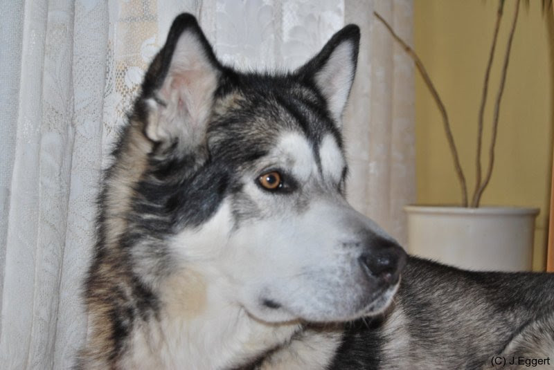 Please refer to the map below to select the region you are interested. Aikido Malamute Und Andere Hunde