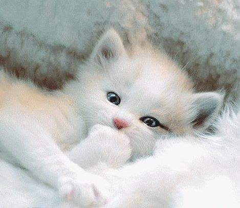 Angelanne Photo De Chaton Trop Mignon