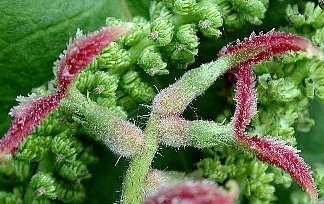 すべての美しい花の画像 綺麗なクルミ 花言葉