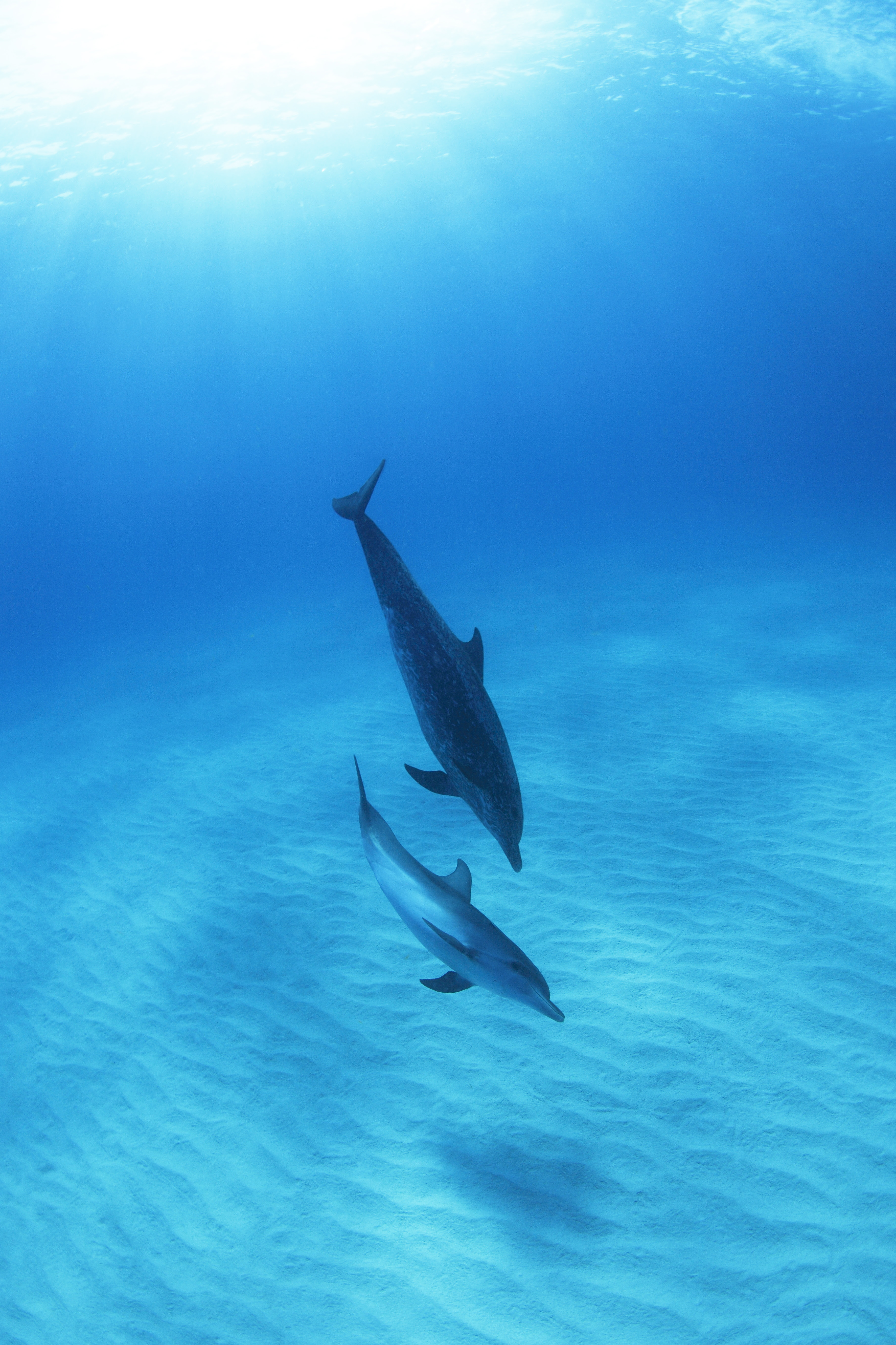 海 イルカ 壁紙