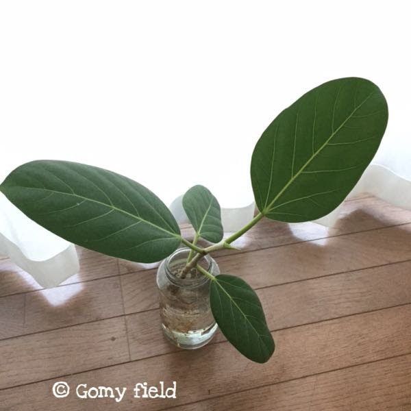 これまでで最高のベンガレンシス 植え 替え すべての美しい花の画像