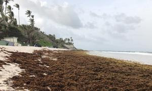 Algas sargazo cubren una playa de la costa oriental de Barbados (foto de archivo).