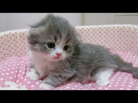 最高の動物画像 元の子猫 可愛い