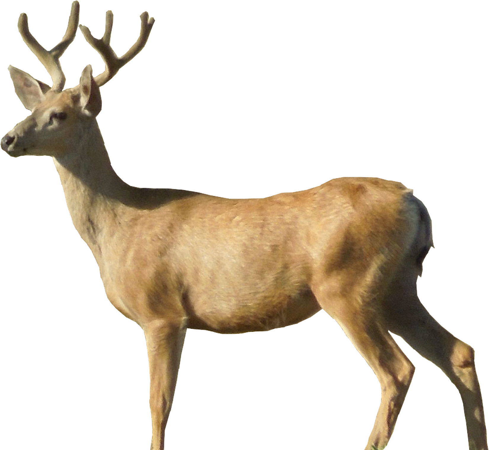 Free Deer Transparent Background Download Free Clip Art Free Clip Art On Clipart Library All png & cliparts images on nicepng are best quality. clipart library