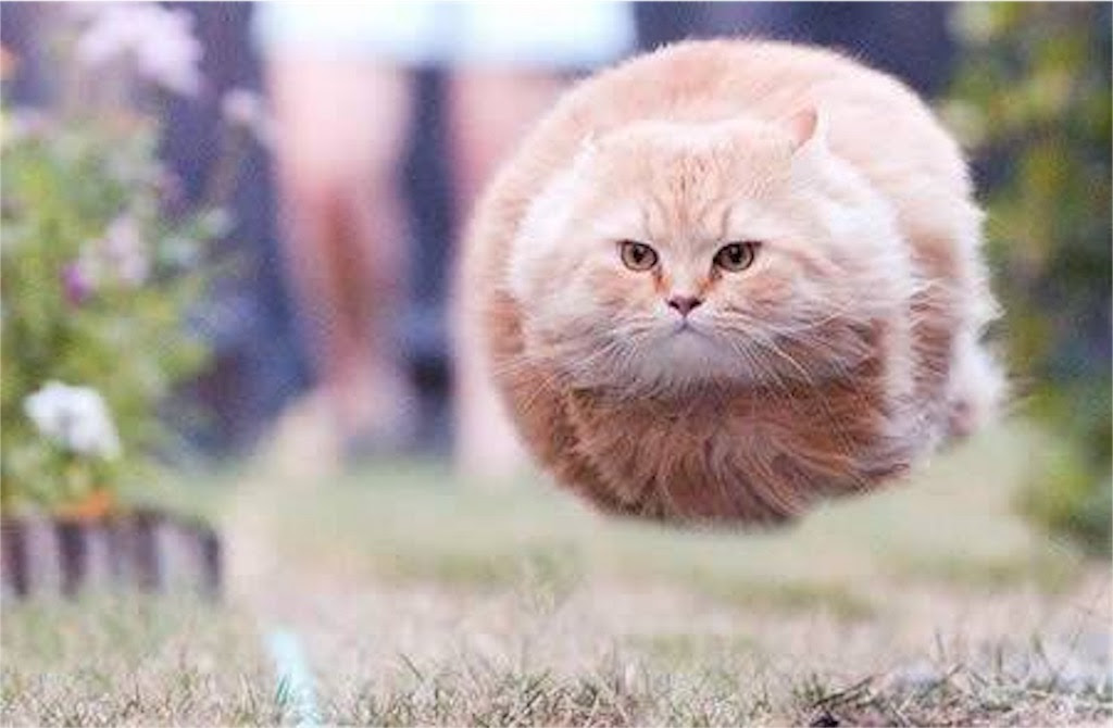 すべての花の画像 トップ100笑える 壁紙 笑える ねこ 画像