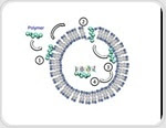 New class of antimicrobial polymers can kill five hard-to-treat multidrug-resistant bacteria