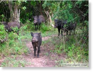 wildboar1_lg.jpg