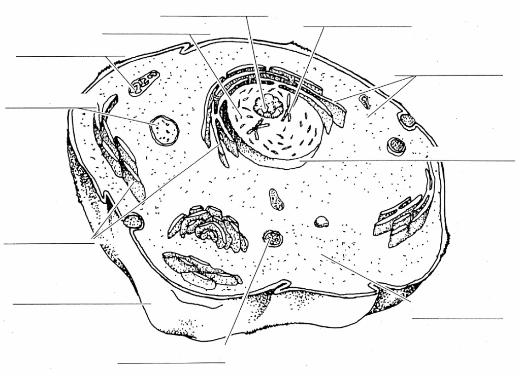 Download animal cell unlabeled and use any clip art,coloring,png graphics in your website, document or presentation. Animal Cell Without Labels Clipart Best