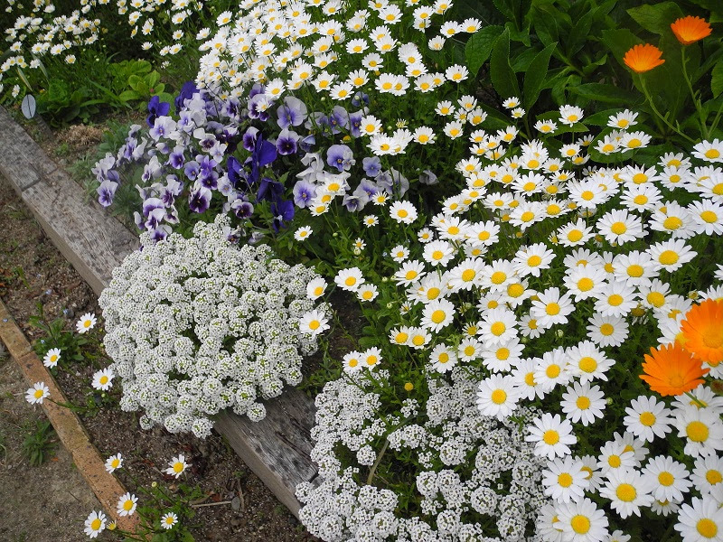 すべての美しい花の画像 75 5月 種まき 花