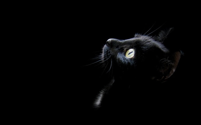 75 壁紙 黒猫 最高の花の画像
