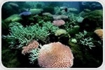 Genetic sequencing can reveal evolutionary differences in reef-building corals