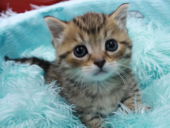 上マンチカン 子猫 かわいい 画像 無料イラスト集
