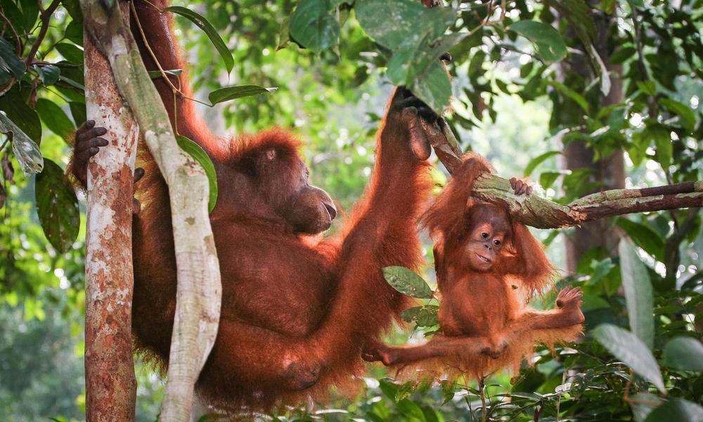 endangered species in malaysia