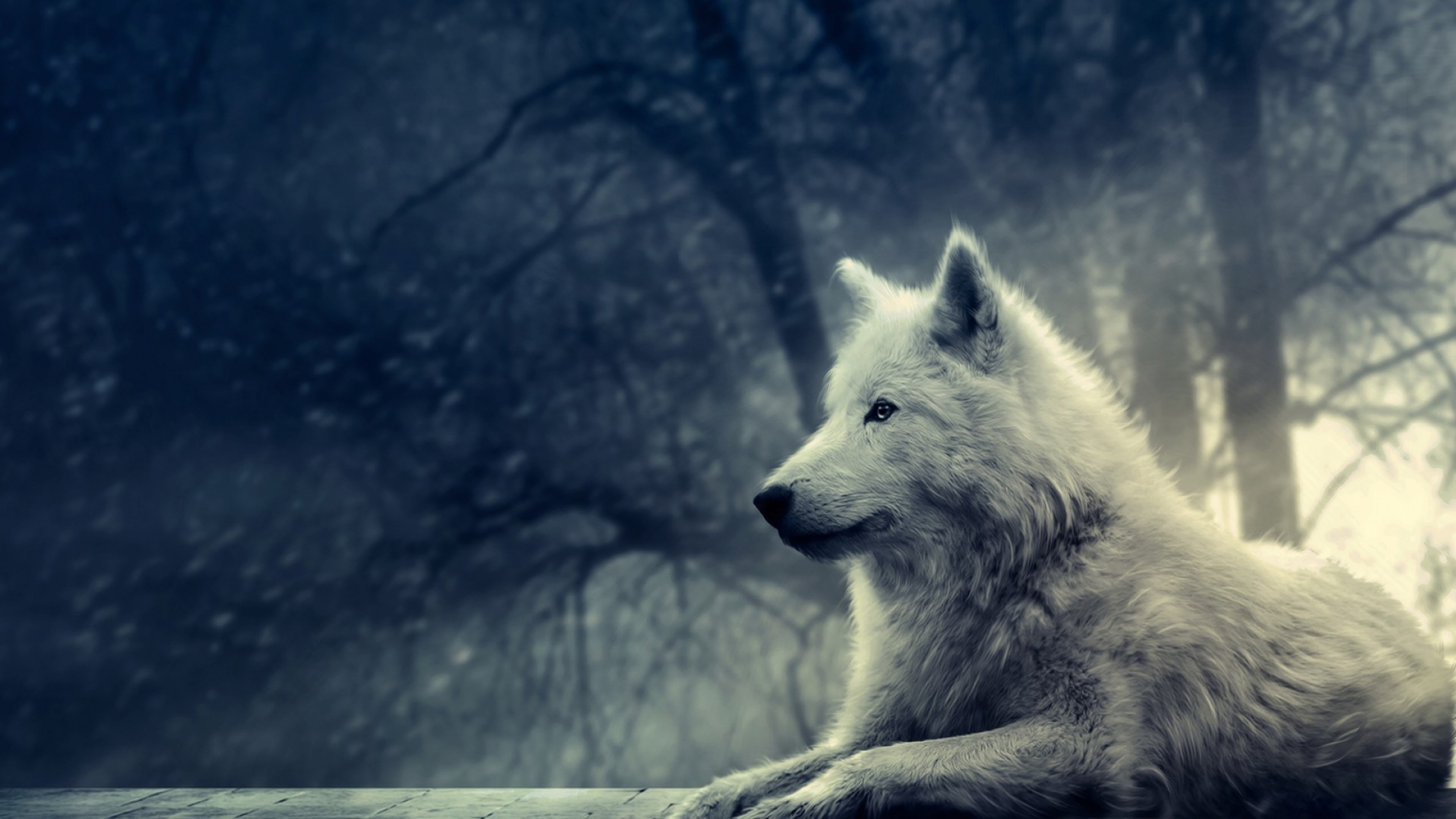 Black Wolf Wallpapers 4k Wallpaper