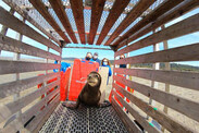 Capturing sick California sea lion for medical evaluation