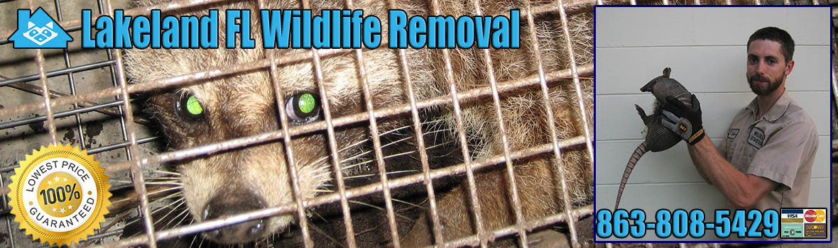 At the other side lawn. Lakeland Florida Pest Animal Removal And Wildlife Trapping