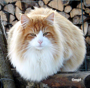 Race De Chat Poil Long Roux Get Images