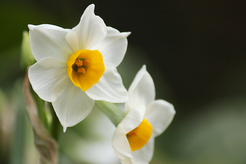すべての花の画像 75 水仙 花びら