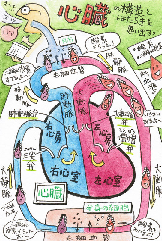 コンプリート わかりやすい かわいい 心臓 イラスト たつく