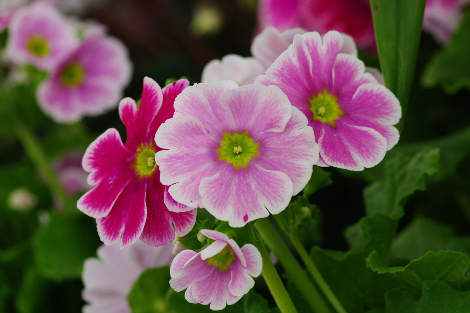 美しい花の画像 最高かつ最も包括的なプリメラ 花