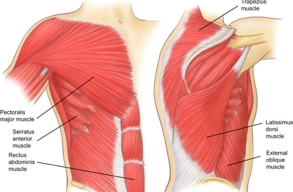 Rib Cage Muscles - Anatomy Of The Rib Cage Proko : Muscles ...