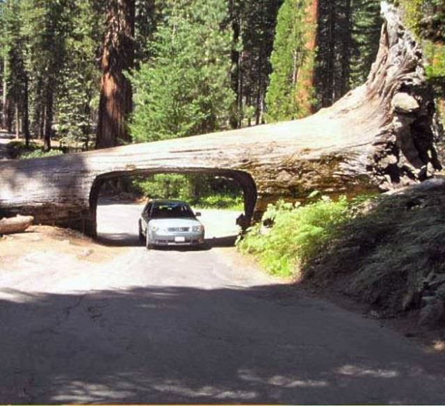 Sequoias Are Impossible to Miss!