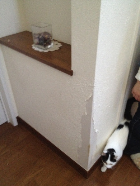 印刷可能無料 猫 壁紙 爪とぎ Kabekinjoss