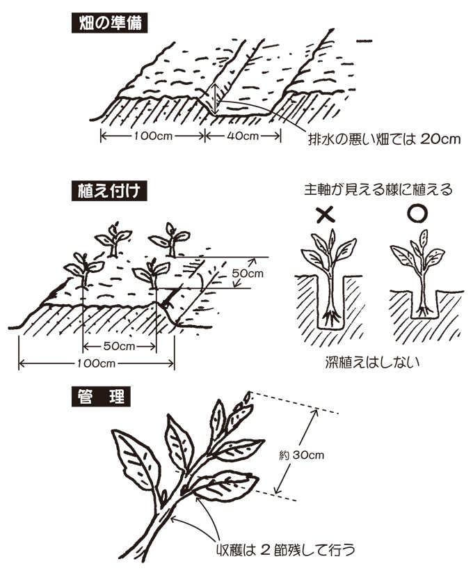 すべての花の画像 最高かつ最も包括的な金時草 育て方 冬