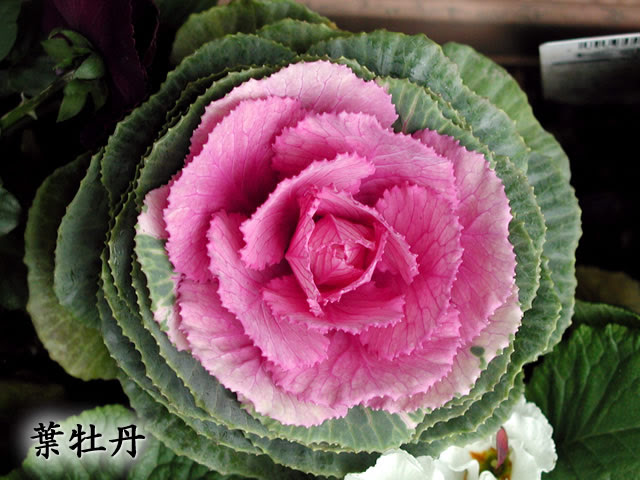 すべての美しい花の画像 ベスト祝福 花 言葉