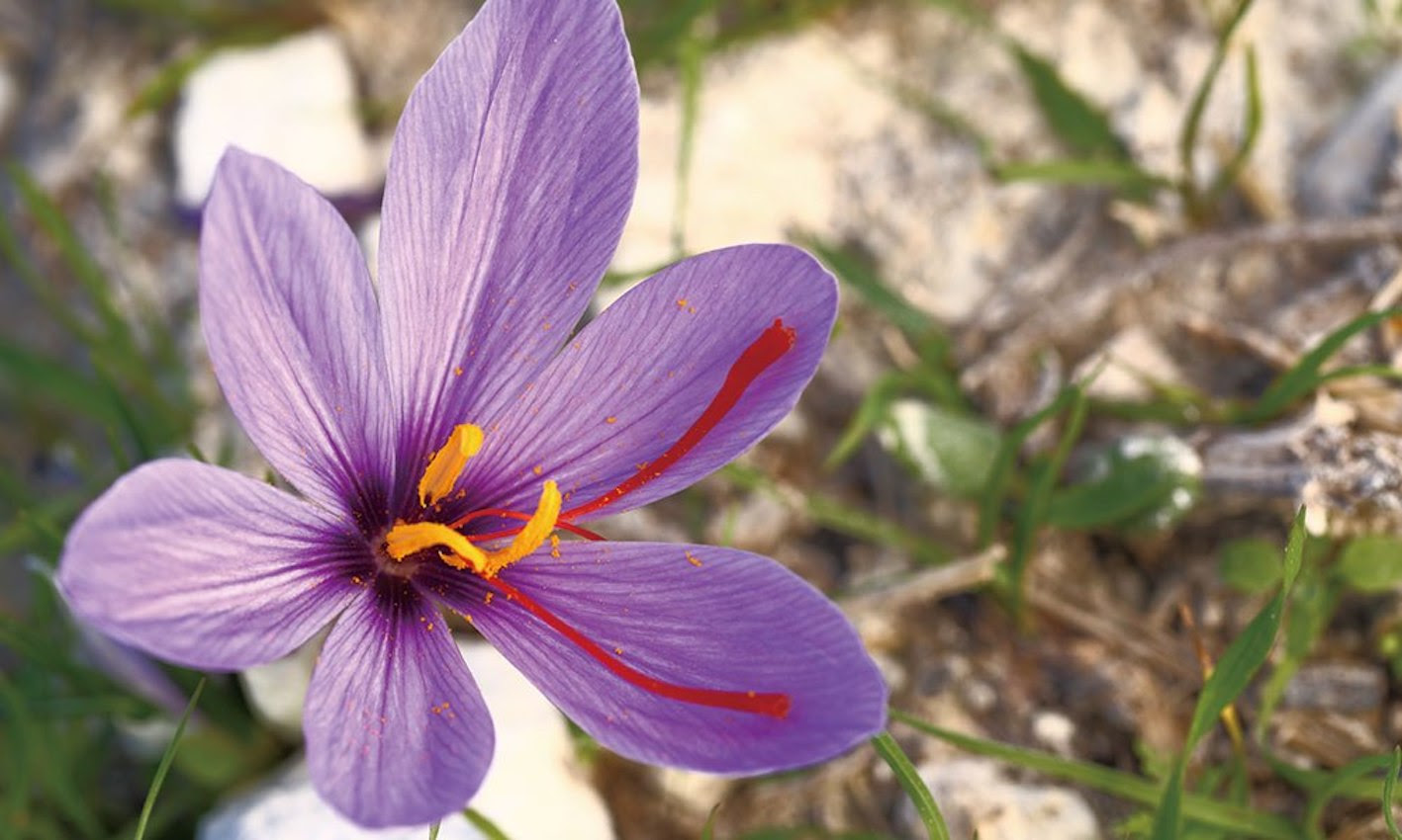すべての花の画像 心に強く訴えるサフラン 種 販売