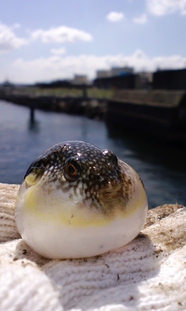 最新フグ かわいい 花の画像