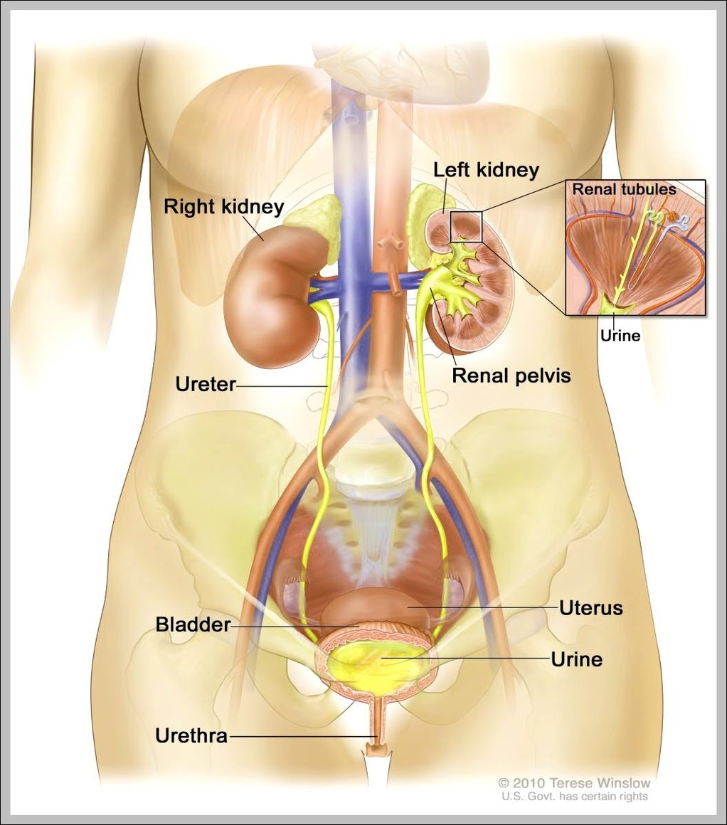 Three doctors and different human system diagrams. Female Organs Anatomy System Human Body Anatomy Diagram And Chart Images